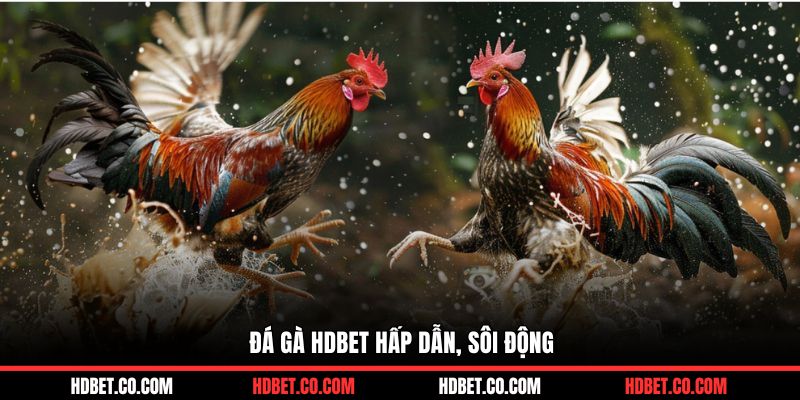 Đá gà HDBET hấp dẫn, sôi động