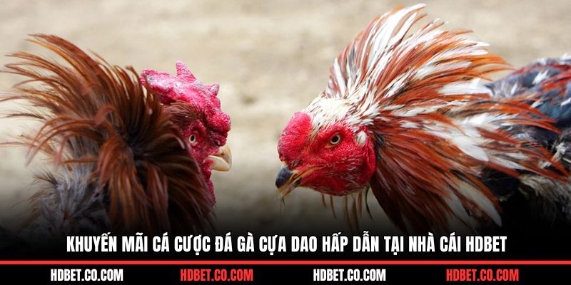 Khuyến mãi cá cược đá gà cựa dao hấp dẫn tại nhà cái HDBET