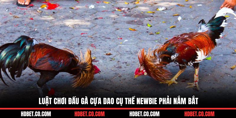 Luật chơi đấu gà cựa dao cụ thể newbie phải nắm bắt