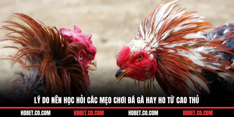 Lý do nên học hỏi các mẹo chơi đá gà hay ho từ cao thủ 